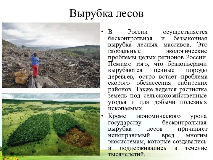 Вырубка лесов В России осуществляется бесконтрольная и беззаконная вырубка лесных массивов.