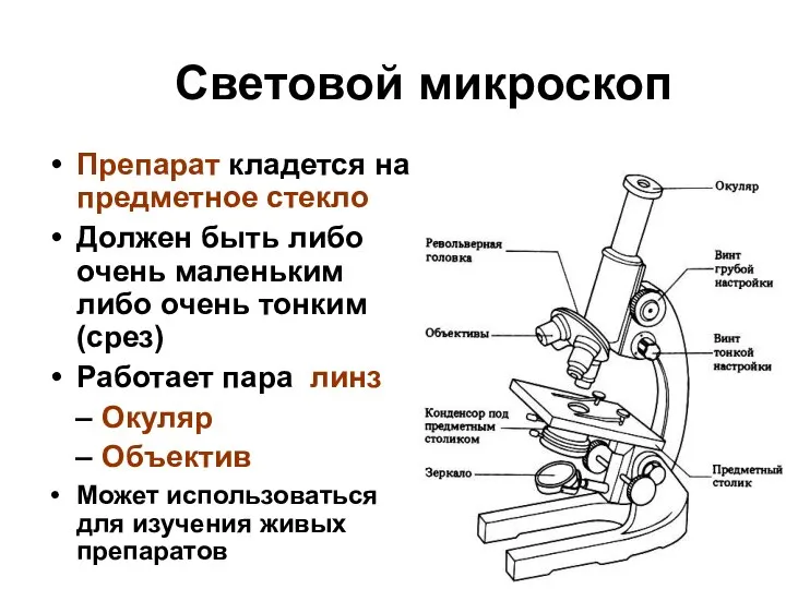 Световой микроскоп Препарат кладется на предметное стекло Должен быть либо очень