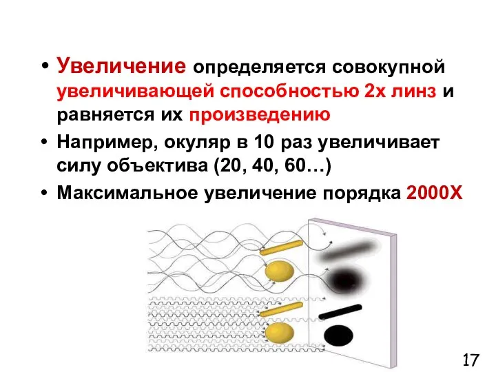 Увеличение определяется совокупной увеличивающей способностью 2х линз и равняется их произведению