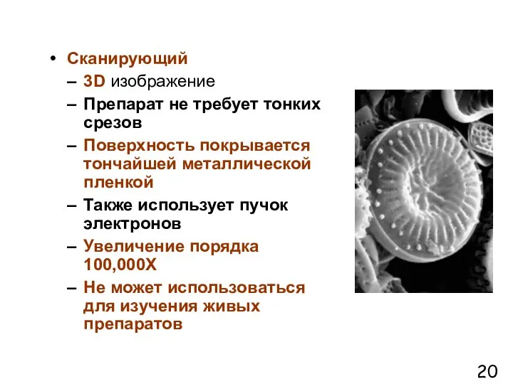 Сканирующий 3D изображение Препарат не требует тонких срезов Поверхность покрывается тончайшей