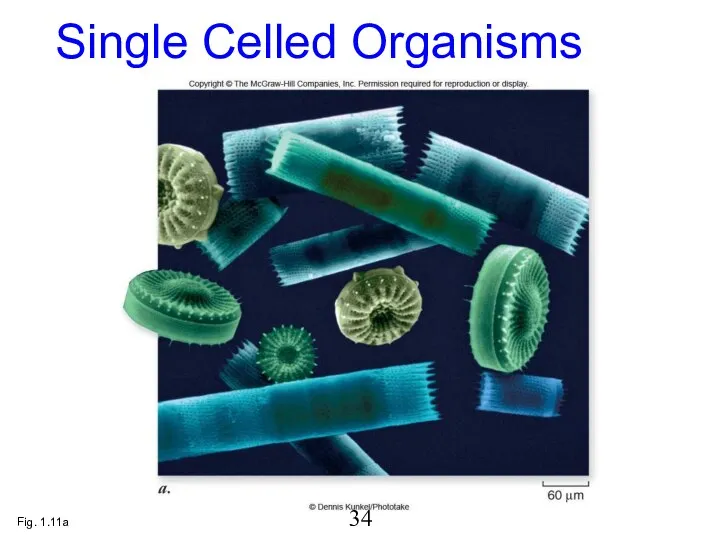 Fig. 1.11a Single Celled Organisms 34