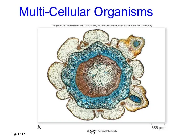 Fig. 1.11b Multi-Cellular Organisms 35