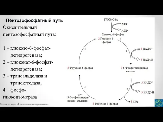 Пентозофосфатный путь Окислительный пентозофосфатный путь: 1 – глюкозо-6-фосфат- дегидрогеназа; 2 –