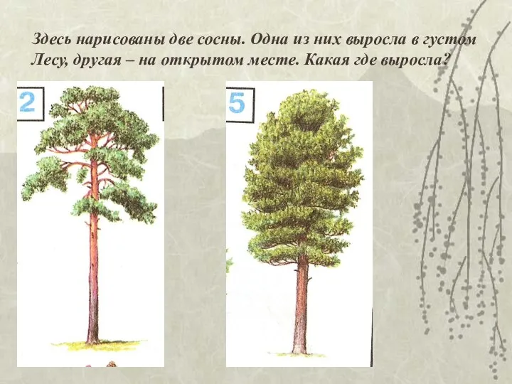 Здесь нарисованы две сосны. Одна из них выросла в густом Лесу,