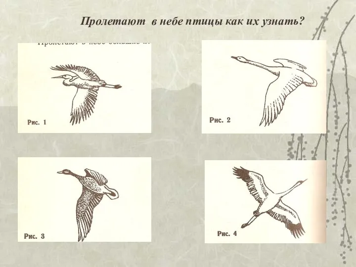 Пролетают в небе птицы как их узнать?