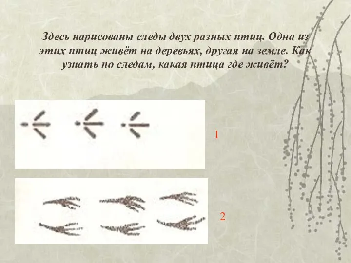 Здесь нарисованы следы двух разных птиц. Одна из этих птиц живёт