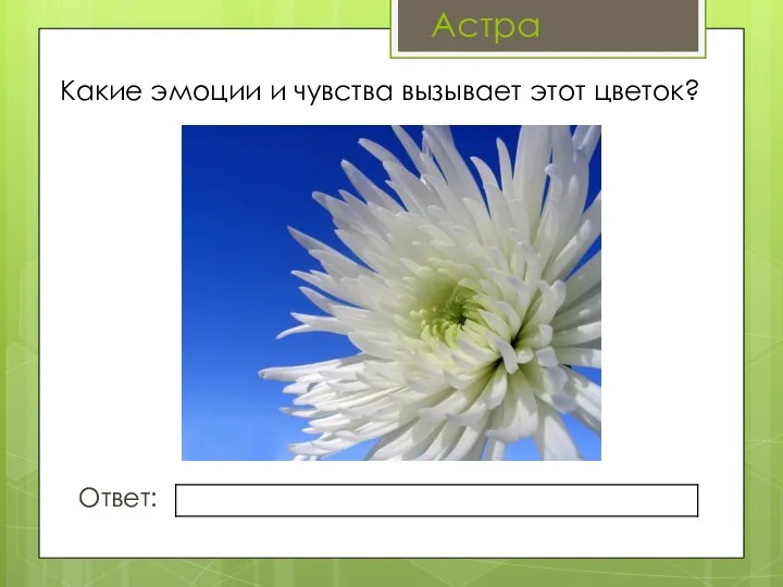 Какие эмоции и чувства вызывает этот цветок? Ответ: Астра