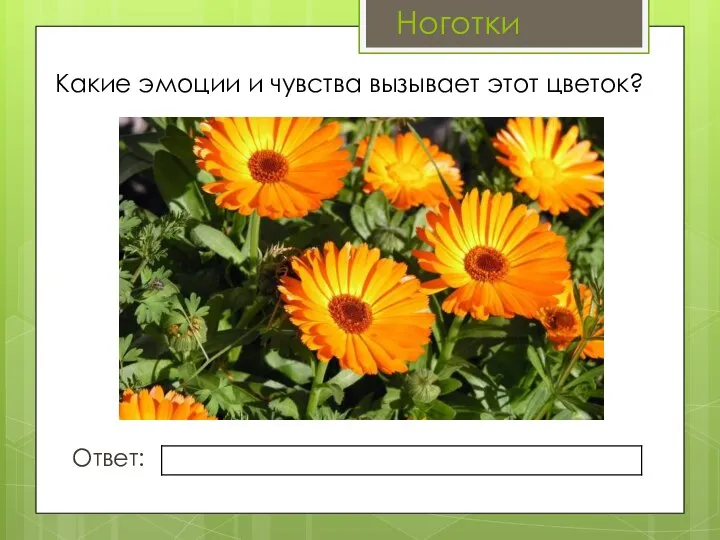 Какие эмоции и чувства вызывает этот цветок? Ответ: Ноготки