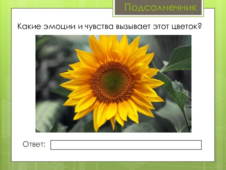 Какие эмоции и чувства вызывает этот цветок? Ответ: Подсолнечник