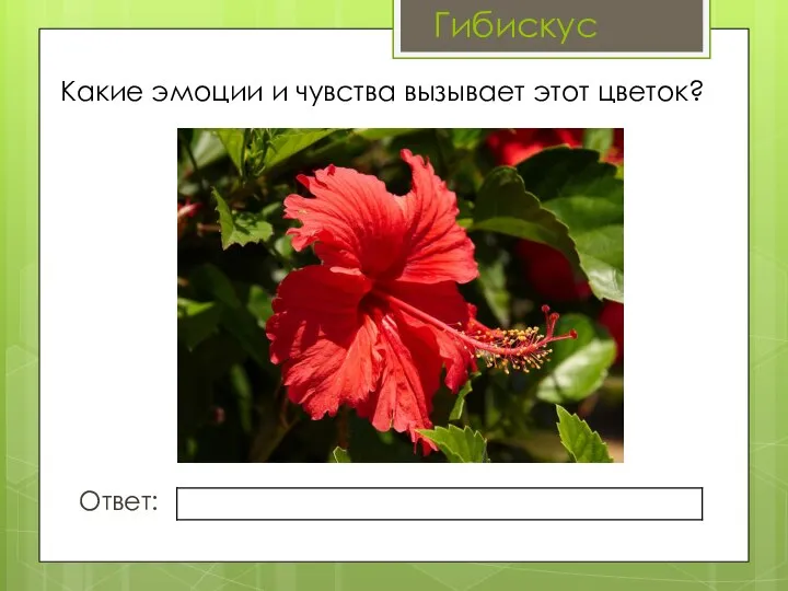 Какие эмоции и чувства вызывает этот цветок? Ответ: Гибискус