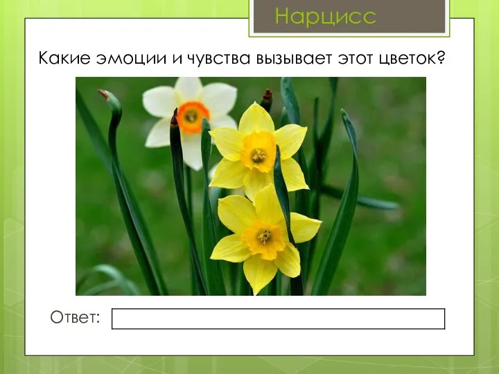 Какие эмоции и чувства вызывает этот цветок? Ответ: Нарцисс