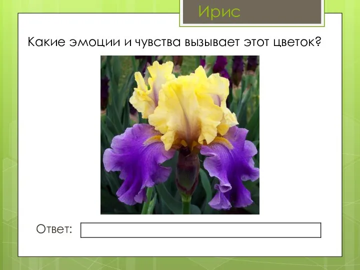 Какие эмоции и чувства вызывает этот цветок? Ответ: Ирис