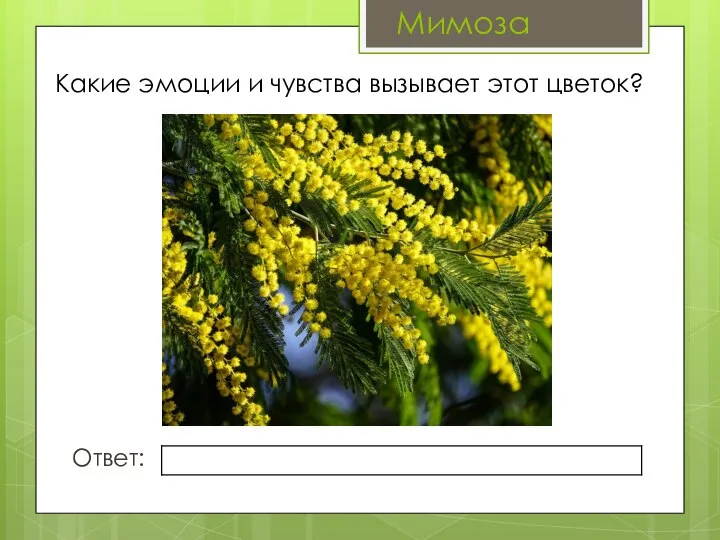 Какие эмоции и чувства вызывает этот цветок? Ответ: Мимоза