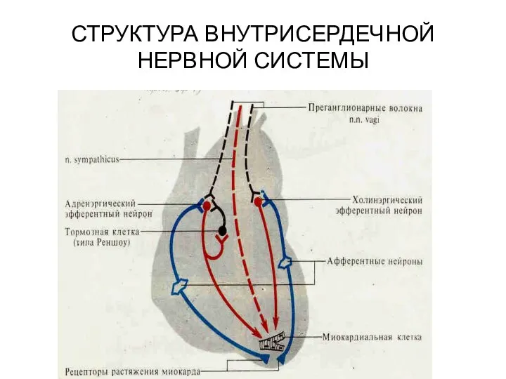 СТРУКТУРА ВНУТРИСЕРДЕЧНОЙ НЕРВНОЙ СИСТЕМЫ