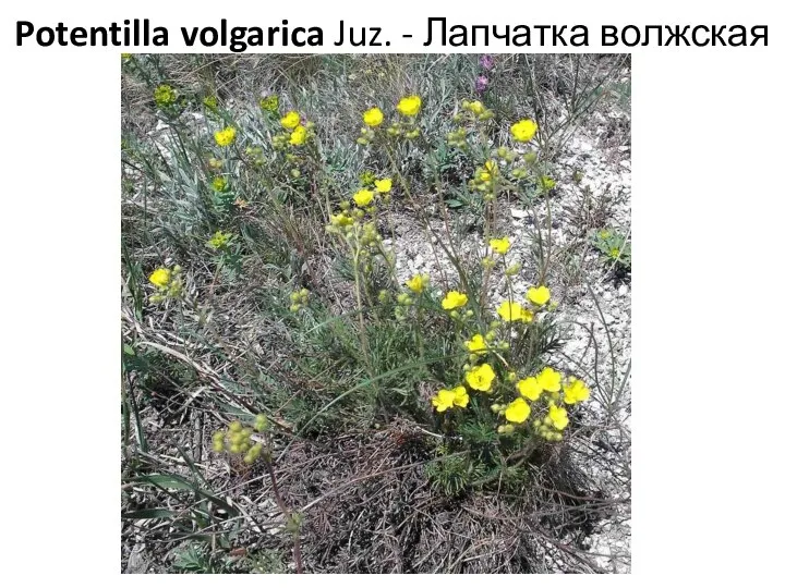 Potentilla volgarica Juz. - Лапчатка волжская