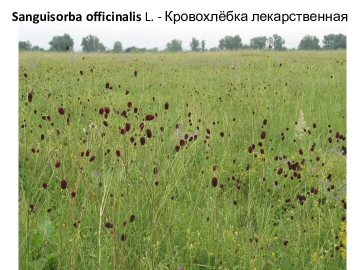 Sanguisorba officinalis L. - Кровохлёбка лекарственная