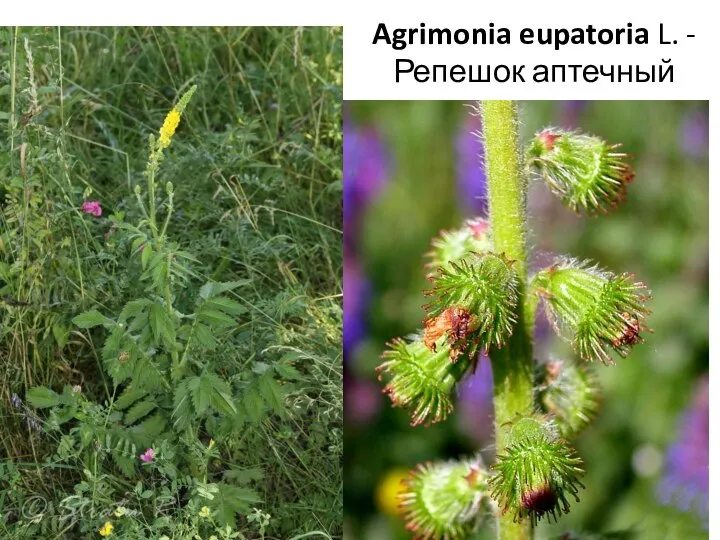 Agrimonia eupatoria L. -Репешок аптечный