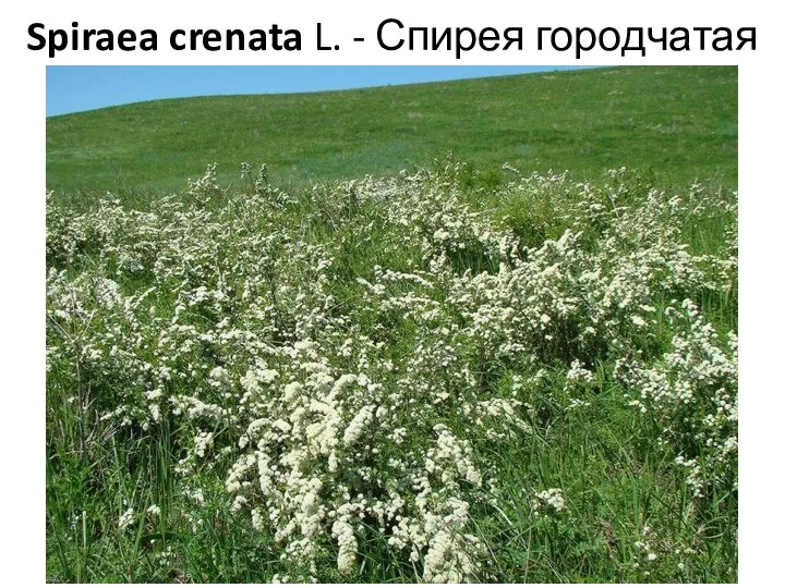 Spiraea crenata L. - Спирея городчатая