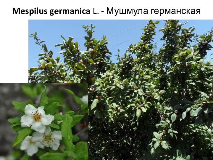 Mespilus germanica L. - Мушмула германская