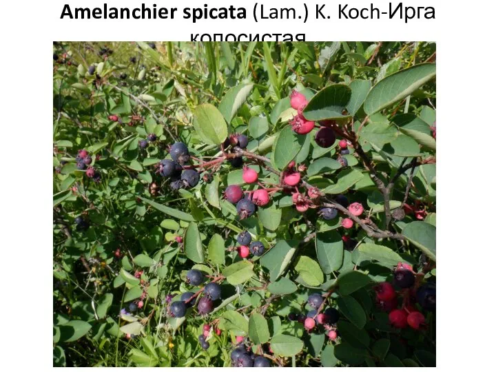 Amelanchier spicata (Lam.) K. Koch-Ирга колосистая