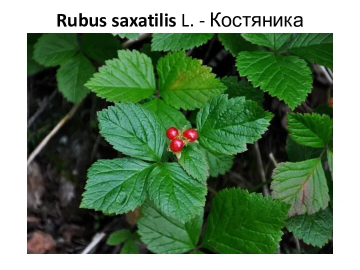 Rubus saxatilis L. - Костяника