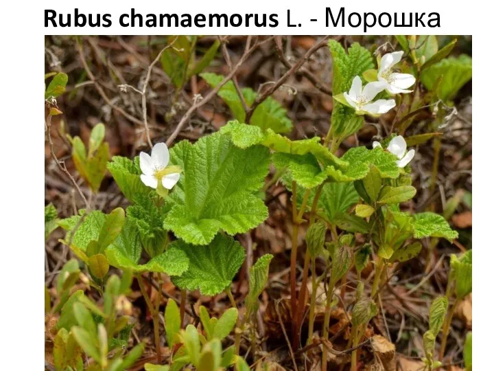 Rubus chamaemorus L. - Морошка