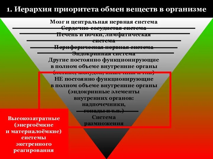 1. Иерархия приоритета обмен веществ в организме Мозг и центральная нервная