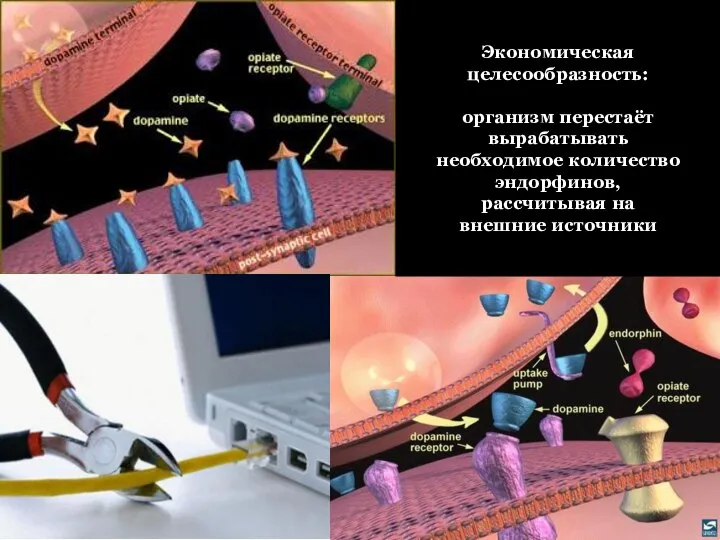 Экономическая целесообразность: организм перестаёт вырабатывать необходимое количество эндорфинов, рассчитывая на внешние источники