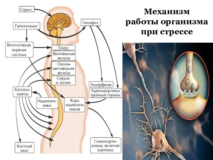 Механизм работы организма при стрессе