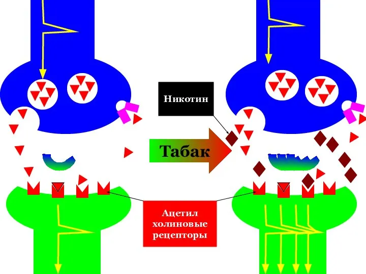 Табак Ацетил холиновые рецепторы Никотин