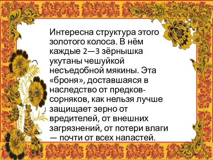 Интересна структура этого золотого колоса. В нём каждые 2—3 зёрнышка укутаны