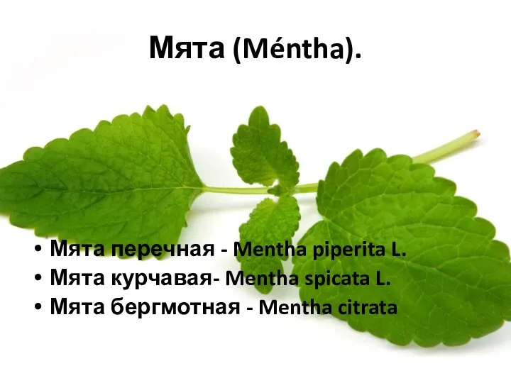 Мята (Méntha). Мята перечная - Mentha piperita L. Мята курчавая- Mentha