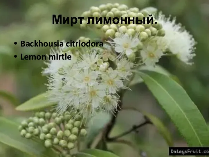 Мирт лимонный. Backhousia citriodora Lemon mirtle