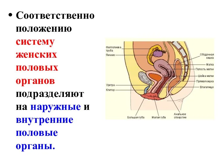 Соответственно положению систему женских половых органов подразделяют на наружные и внутренние половые органы.