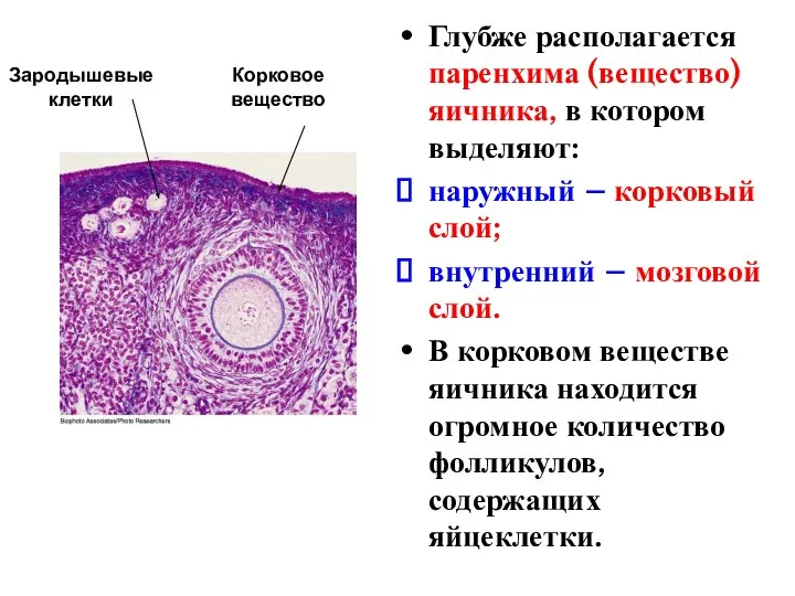 Глубже располагается паренхима (вещество) яичника, в котором выделяют: наружный – корковый