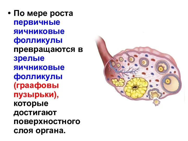 По мере роста первичные яичниковые фолликулы превращаются в зрелые яичниковые фолликулы