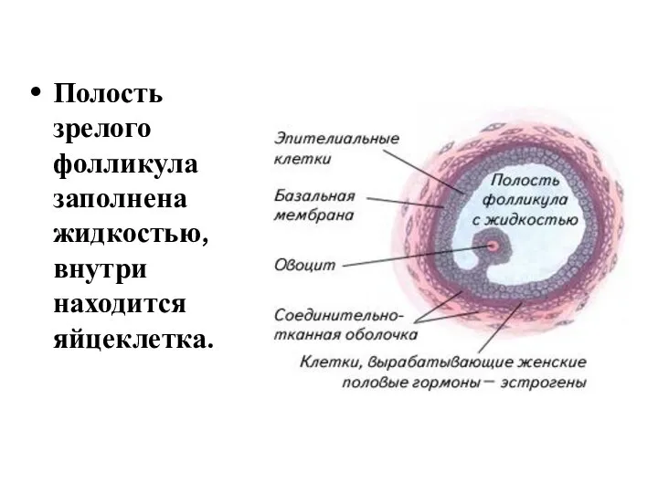 Полость зрелого фолликула заполнена жидкостью, внутри находится яйцеклетка.