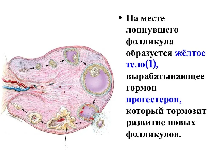 На месте лопнувшего фолликула образуется жёлтое тело(1), вырабатывающее гормон прогестерон, который тормозит развитие новых фолликулов. 1