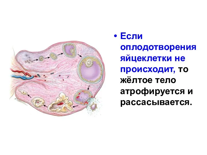 Если оплодотворения яйцеклетки не происходит, то жёлтое тело атрофируется и рассасывается.