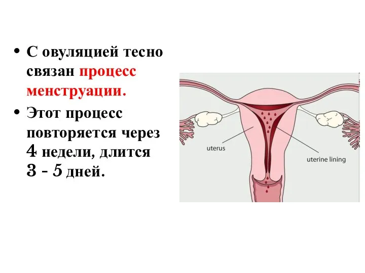 С овуляцией тесно связан процесс менструации. Этот процесс повторяется через 4