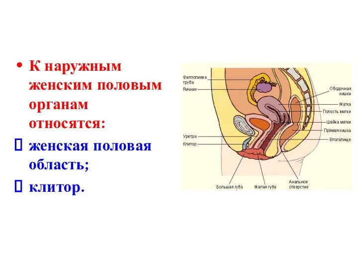 К наружным женским половым органам относятся: женская половая область; клитор.