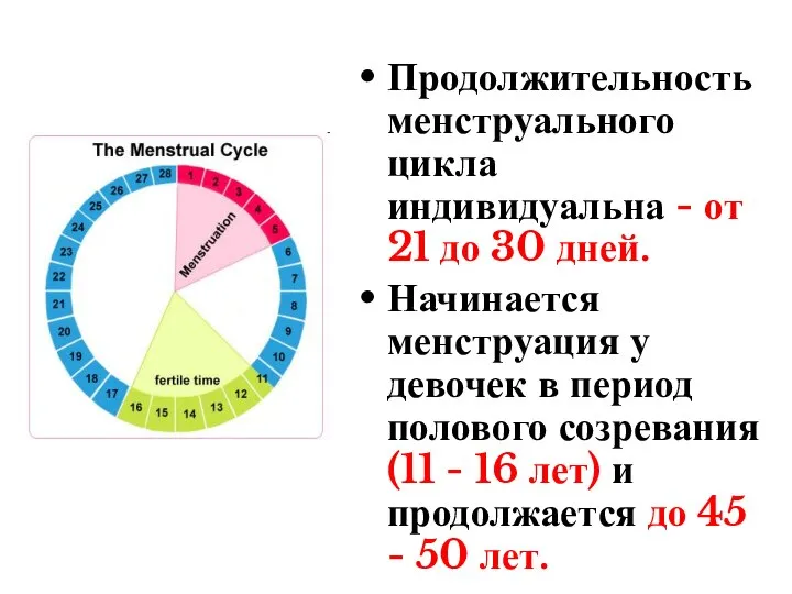 Продолжительность менструального цикла индивидуальна - от 21 до 30 дней. Начинается