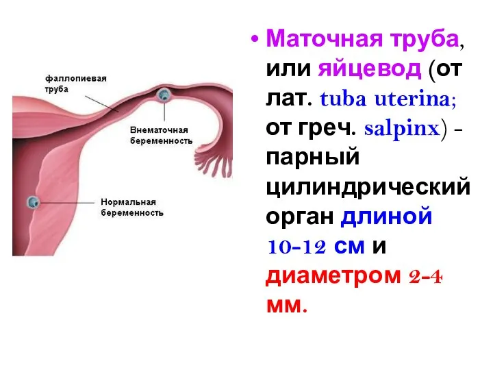 Маточная труба, или яйцевод (от лат. tuba uterina; от греч. salpinx)