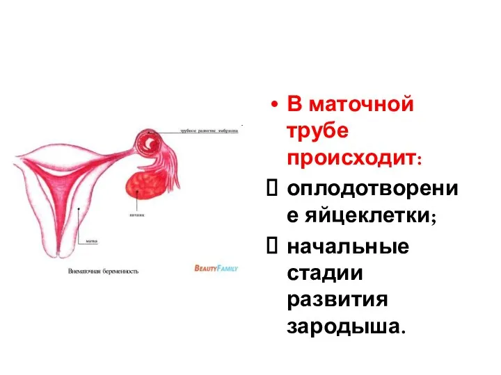 В маточной трубе происходит: оплодотворение яйцеклетки; начальные стадии развития зародыша.