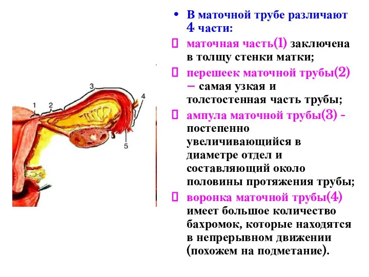 В маточной трубе различают 4 части: маточная часть(1) заключена в толщу