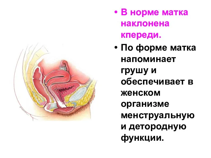 В норме матка наклонена кпереди. По форме матка напоминает грушу и