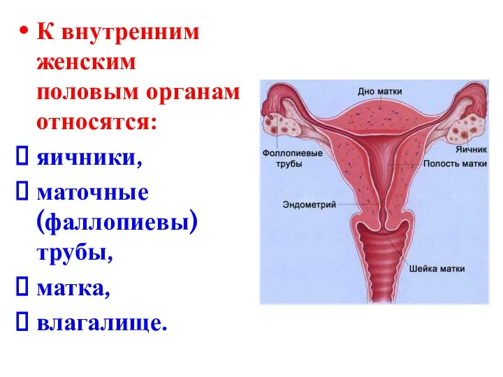 К внутренним женским половым органам относятся: яичники, маточные (фаллопиевы) трубы, матка, влагалище.