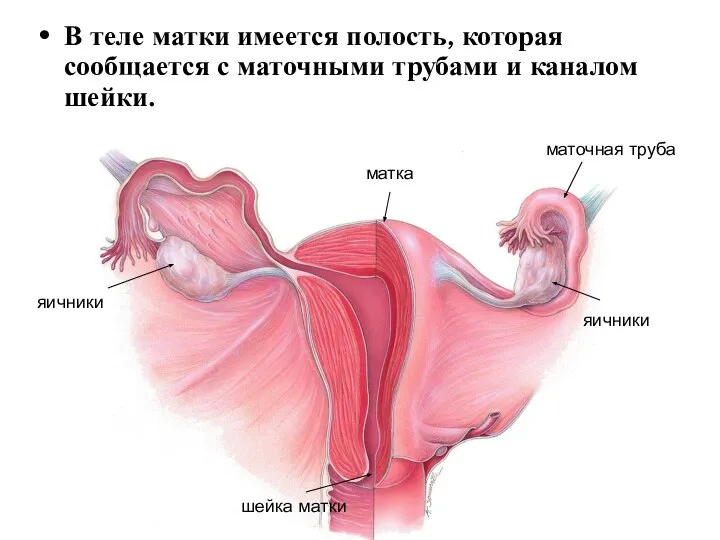 В теле матки имеется полость, которая сообщается с маточными трубами и