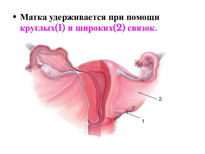 Матка удерживается при помощи круглых(1) и широких(2) связок. 1 2