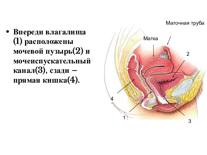 Впереди влагалища(1) расположены мочевой пузырь(2) и мочеиспускательный канал(3), сзади – прямая